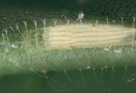 Attēlu rezultāti vaicājumam “Bucculatricidae”