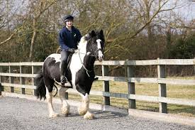 Image result for South Weylands Equestrian