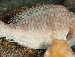 Image result for Calotomus carolinus