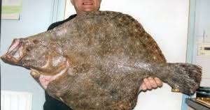 Image result for Scophthalmus maximus