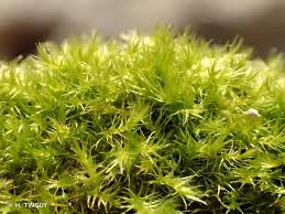 Attēlu rezultāti vaicājumam “Campylium protensum”