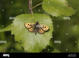 Attēlu rezultāti vaicājumam “Carterocephalus silvicolus”