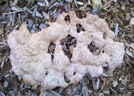 Attēlu rezultāti vaicājumam “Fuligo septica var. rosea plasmodium”