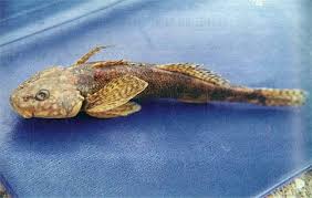 Image result for Squalius vardarensis