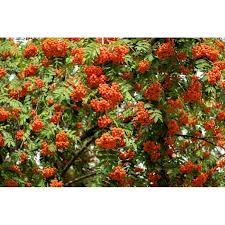 Attēlu rezultāti vaicājumam “Sorbus aucuparia flower”