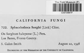 Attēlu rezultāti vaicājumam “Sphacelotheca hydropiperis”