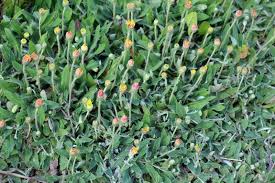 Attēlu rezultāti vaicājumam “Pilosella officinarum”