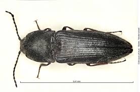 Attēlu rezultāti vaicājumam “Cidnopus aeruginosus”