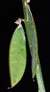 Attēlu rezultāti vaicājumam “Vicia cracca leaf”