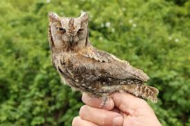 Image result for Otus scops