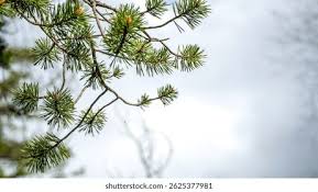 Attēlu rezultāti vaicājumam “Pinus sylvestris leaf”