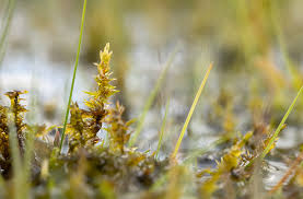 Attēlu rezultāti vaicājumam “Cinclidium stygium”