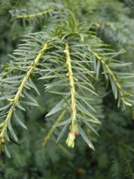 Attēlu rezultāti vaicājumam “Taxus baccata leaf”