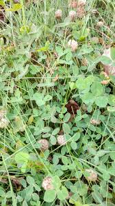 Attēlu rezultāti vaicājumam “Trifolium fragiferum”