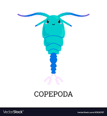Attēlu rezultāti vaicājumam “Copepoda”