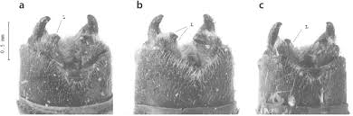 Attēlu rezultāti vaicājumam “Enallagma cyathigerum male”