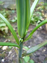 Attēlu rezultāti vaicājumam “Polygonatum verticillatum bud”