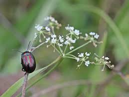 Attēlu rezultāti vaicājumam “Pimpinella saxifraga leaf”