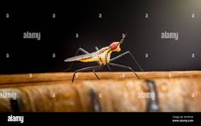 Attēlu rezultāti vaicājumam “Micropezidae”