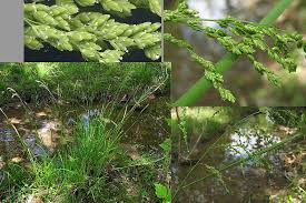 Attēlu rezultāti vaicājumam “Glyceria striata”