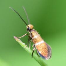 Attēlu rezultāti vaicājumam “Micropterigidae”