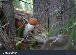 Attēlu rezultāti vaicājumam “Leccinum vulpinum”