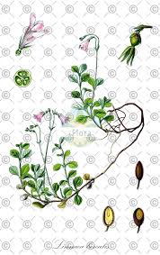 Attēlu rezultāti vaicājumam “Knautia arvensis fruit”