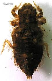 Attēlu rezultāti vaicājumam “Gomphidae”