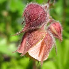 Attēlu rezultāti vaicājumam “Geum rivale bud”