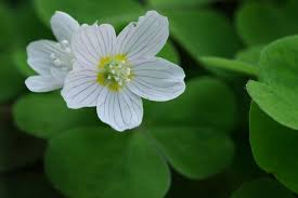 Attēlu rezultāti vaicājumam “Oxalis acetosella leaf”