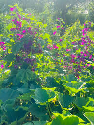 Image result for Malva sylvestris var. mauritiana