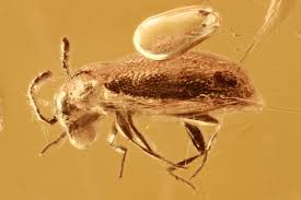 Attēlu rezultāti vaicājumam “Endomychidae”