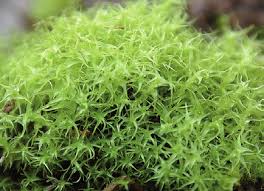 Attēlu rezultāti vaicājumam “Dicranella schreberiana”