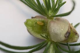 Attēlu rezultāti vaicājumam “Geocrypta galii”