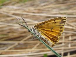 Attēlu rezultāti vaicājumam “Spiris striata”