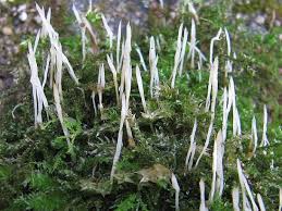 Attēlu rezultāti vaicājumam “Eocronartium muscicola”