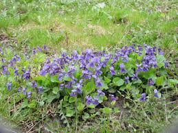 Attēlu rezultāti vaicājumam “Viola reichenbachiana”