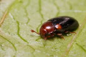 Attēlu rezultāti vaicājumam “Dacne bipustulata”