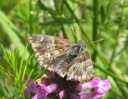 Attēlu rezultāti vaicājumam “Carcharodus floccifera upperside”