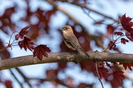 Image result for Sayornis phoebe