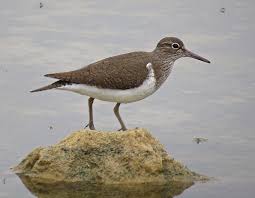 Attēlu rezultāti vaicājumam “Actitis hypoleucos”