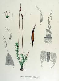 Attēlu rezultāti vaicājumam “Barbula unguiculata”