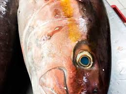 Image result for Dermatolepis inermis