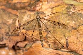 Attēlu rezultāti vaicājumam “Limoniidae”