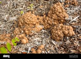 Attēlu rezultāti vaicājumam “Lycoperdon pyriforme sessile”