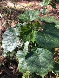 Attēlu rezultāti vaicājumam “Malvaceae”