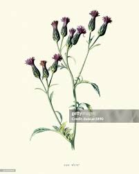 Attēlu rezultāti vaicājumam “Serratula tinctoria flower”