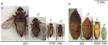 Attēlu rezultāti vaicājumam “Phoridae”