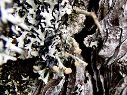 Attēlu rezultāti vaicājumam “Cladonia botrytes”