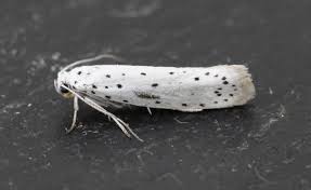 Attēlu rezultāti vaicājumam “Yponomeuta malinellus / cagnagella”